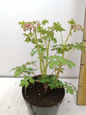 Dicentra spectabilis