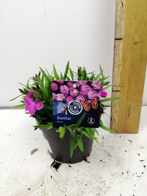 Dianthus Dinetta Pink