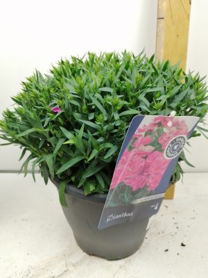 Dianthus caryophyllus Peman