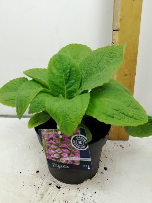 Digitalis purp. Dalmatian Purple