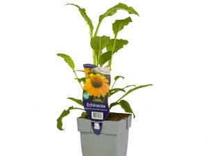 Echinacea Sombr. Lemon Yellow Impr.