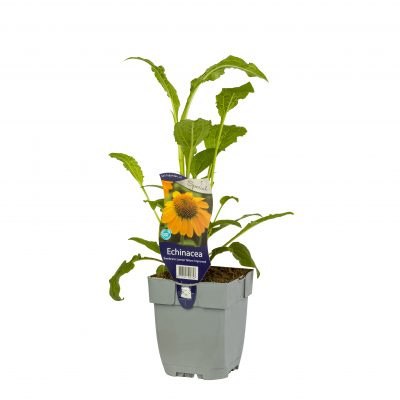 echinacea sombr. lemon yellow impr.