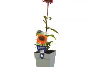 Echinacea SunSeekers Orange