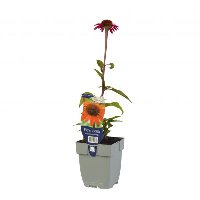 echinacea sunseekers orange