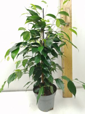Ficus be Danielle