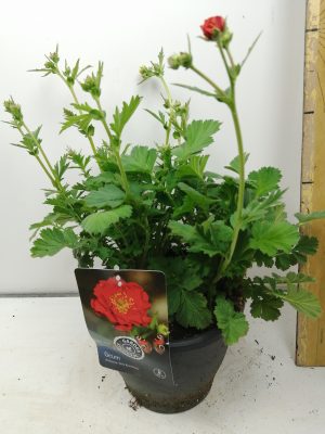 Geum chil. Mrs Bradshaw