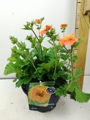 Geum coccineum Borisii