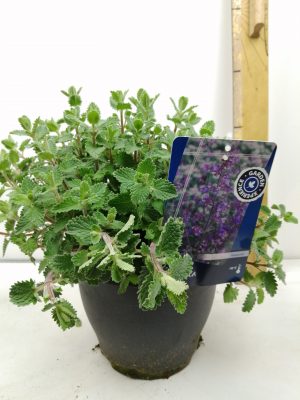 Nepeta faassenii Six Hills Giant