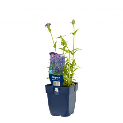 nepeta nervosa ‘blue carpet’
