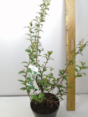 Osmanthus burkwoodii