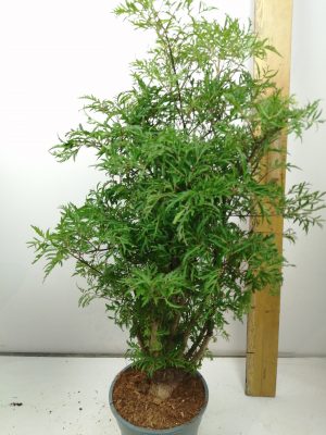 Polyscias Fruiticosa
