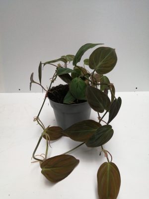 Philodendron scandens Micans