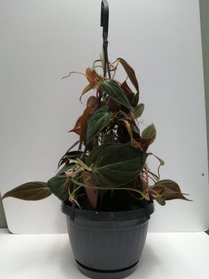 Philodendron scandens Micans hangpot