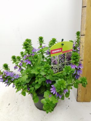 Scaevola Blue touch