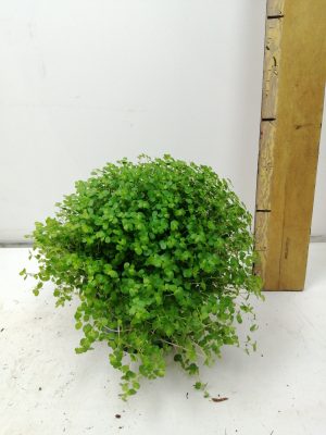 solei sol groen (slaapkamergeluk)