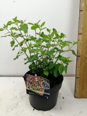 Salvia Greggii Hot Lips