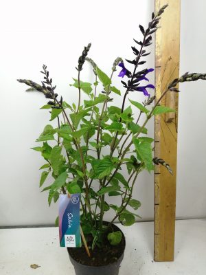 Salvia salgoon ‘Spencer Lake’