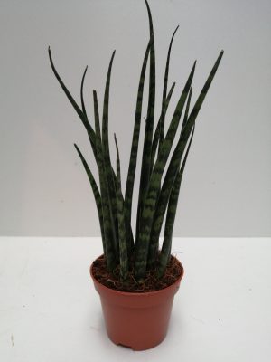 Sansevieria Fernwood Mikado