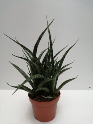 Sansevieria Fernwood Punk