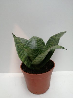 Sansevieria Hahnii