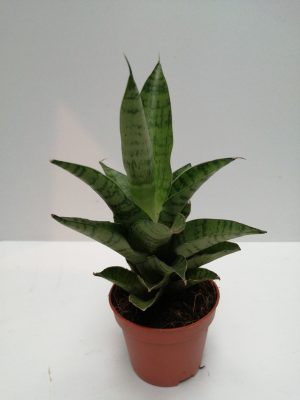 Sansevieria Tough Lady