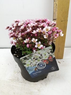Saxifraga Pixie