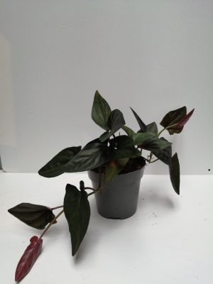 Syngonium Red Arrow
