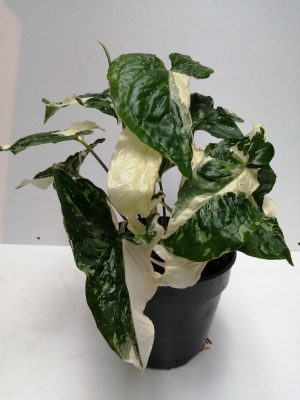 Syngonium podophyllum Albo Variegata