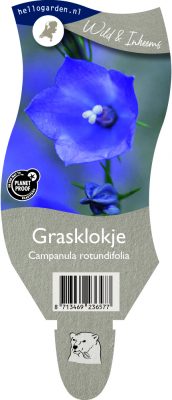 (wi) campanula rotundifolia