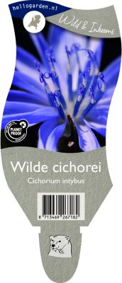 (wi) cichorium intybus