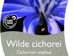 (WI) Cichorium intybus