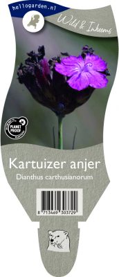 (wi) dianthus carthusianorum