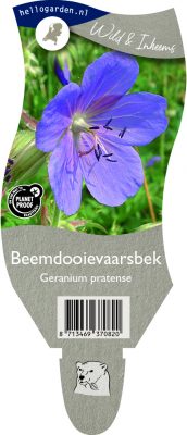 (wi) geranium pratense