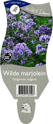 (wi) origanum vulgare