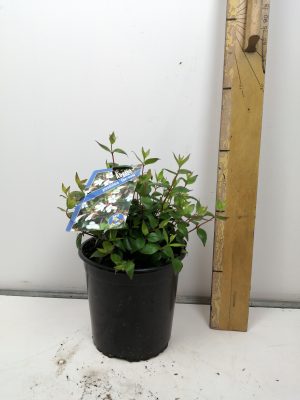 abelia grandiflora ‘sherwood’