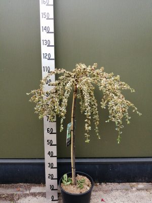 cotoneaster suec. ‘juliette’ f