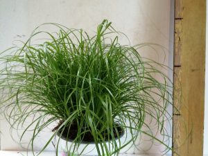 Cyperus Zumula in bedrukte pot