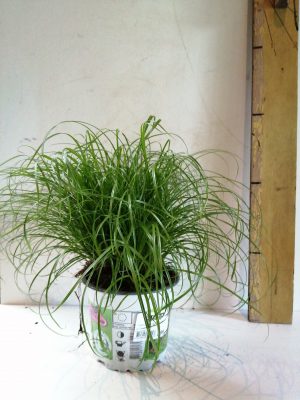 cyperus zumula in bedrukte pot