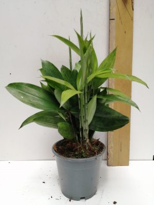 dracaena surculosa