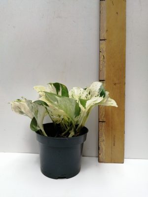 epipremnum pinnatum happy leaf