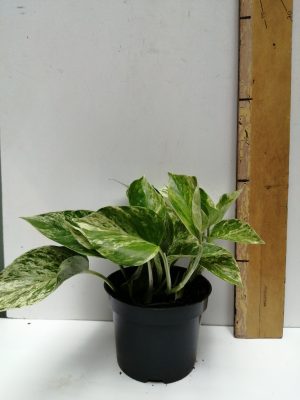 epipremnum pinnatum marble queen