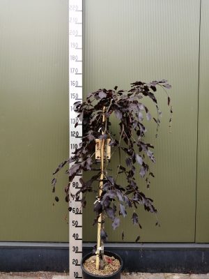 fagus syl. ‘purpurea pendula’ f