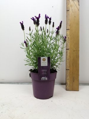 lavandula stoechas anouk