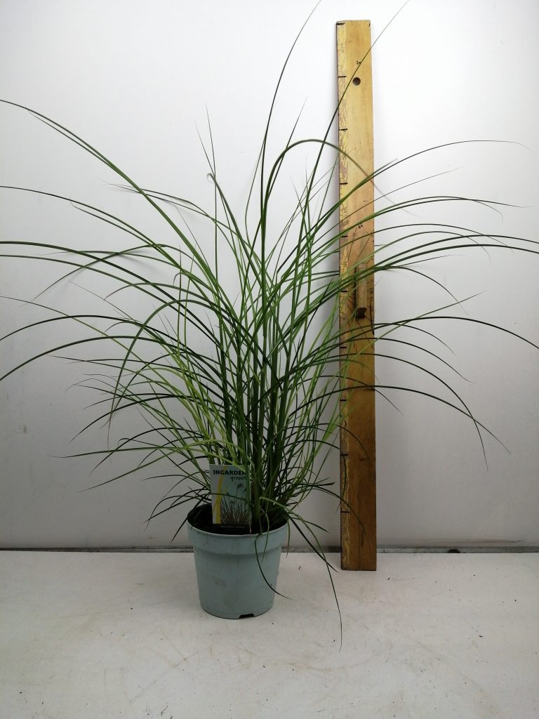 miscanthus-sinensis-red-cloud-de-florahoek