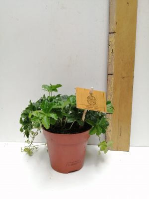 parthenocissus striata p12