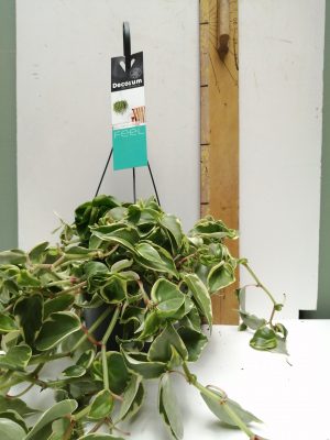 peperomia scandens variegata