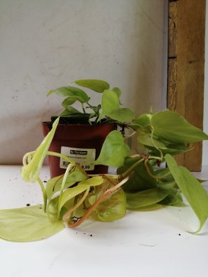 philodendron micans lime