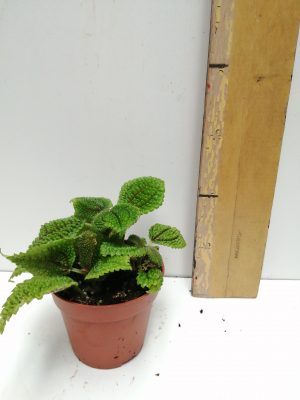 pilea alumi
