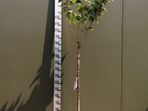 Prunus serrulata 'Kanzan' F