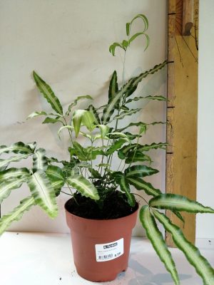 pteris cretica albolineata